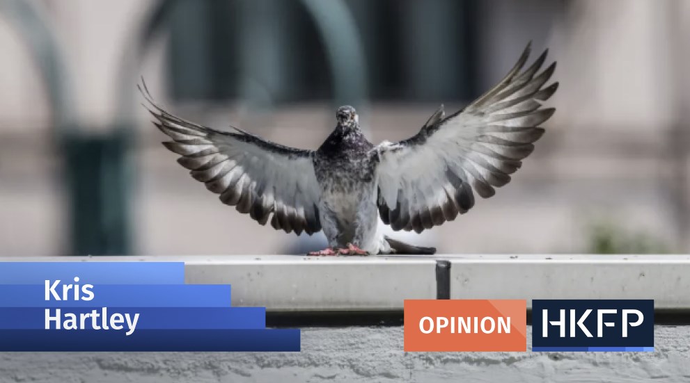 Are Hong Kong’s pigeon policies persuasive, or just a flight of fancy?